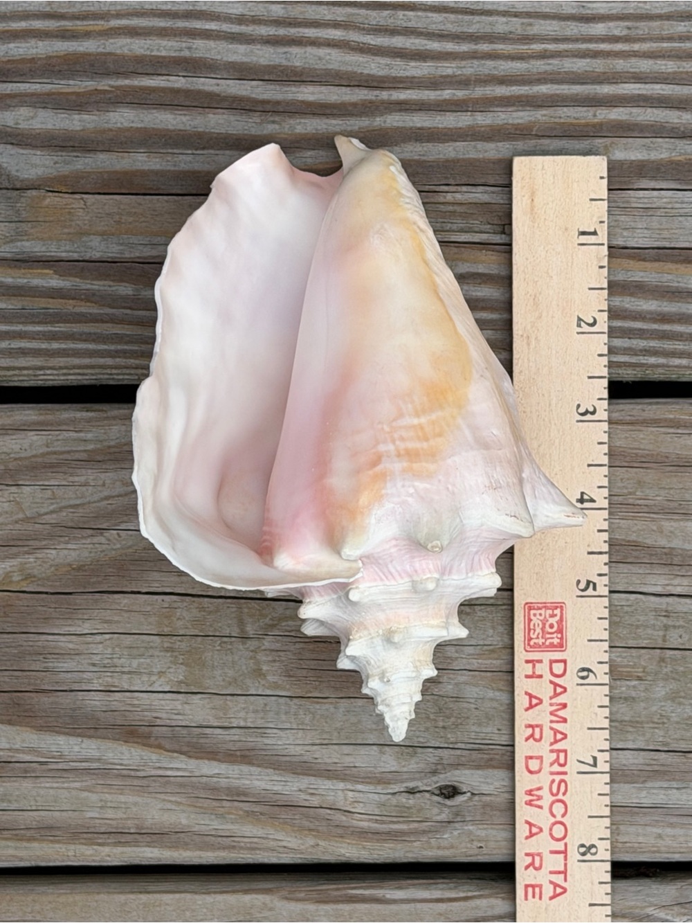 Queen Conch | SeaShell - Picture 12 of 13